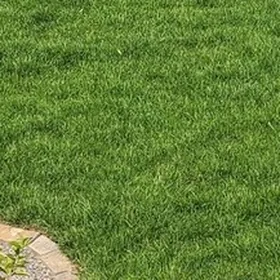 Close-up of a freshly mown Kentucky bluegrass lawn